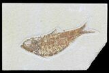 Knightia Fossil Fish - Wyoming #74114-1